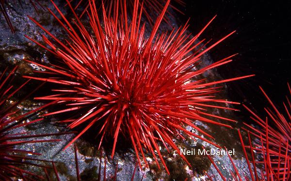 Photo of Strongylocentrotus franciscanus by <a href="http://www.seastarsofthepacificnorthwest.info/">Neil McDaniel</a>